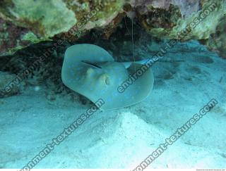 red sea bluespotted ribbontail ray Taeniura lymma 1